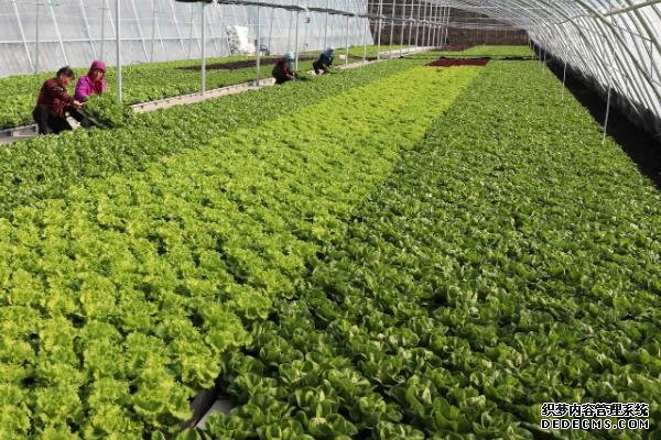 如何在大棚中種植有機蔬菜