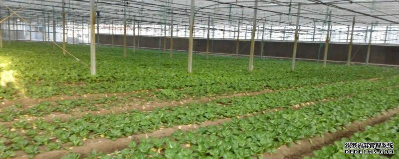如何在大棚中種植有機蔬菜