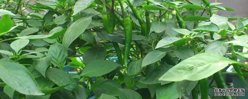 辣椒爛果尖部的原因，附種植管理技術(shù)