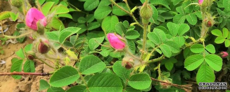 玫瑰花桿栽植要點(diǎn)，附繁殖方式