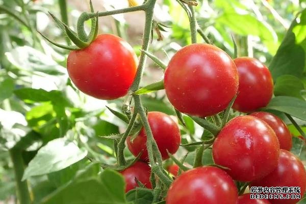 西紅柿筋腐病防治技巧，附發(fā)病原因