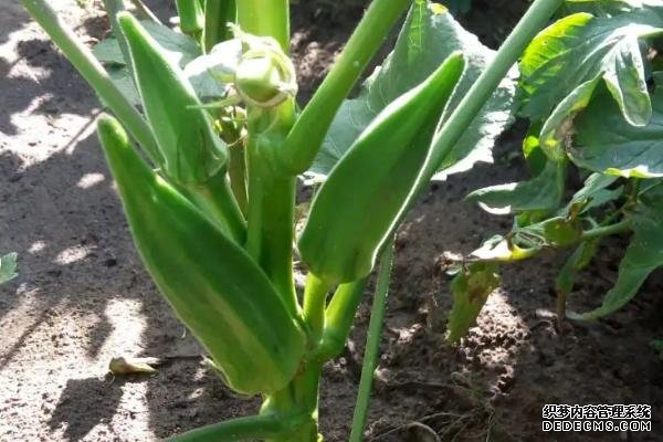 盆栽黃秋葵種植技術(shù)，花盆越寬大越好
