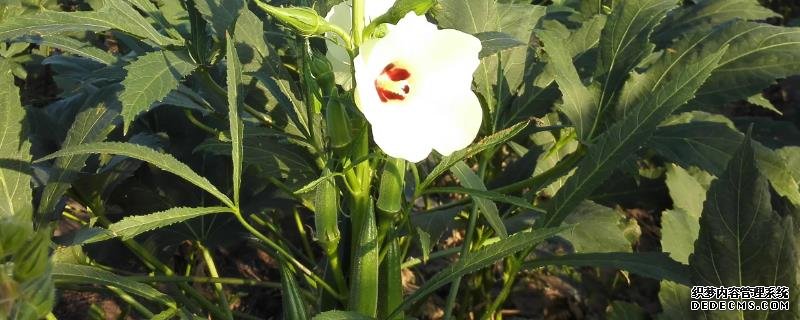 盆栽黃秋葵種植技術(shù)，花盆越寬大越好