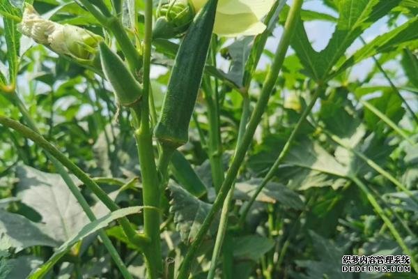 盆栽黃秋葵種植技術(shù)，花盆越寬大越好