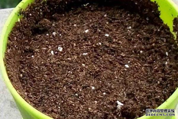 盆栽黃秋葵種植技術(shù)，花盆越寬大越好