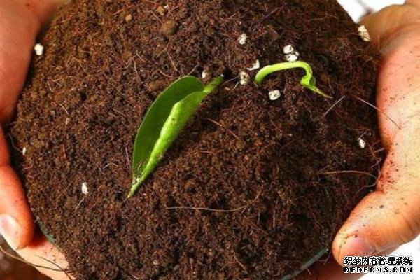 盆栽黃秋葵種植技術(shù)，花盆越寬大越好