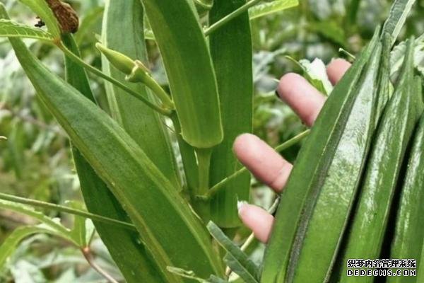 盆栽黃秋葵種植技術(shù)，花盆越寬大越好