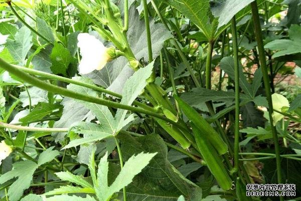 盆栽黃秋葵種植技術(shù)，花盆越寬大越好