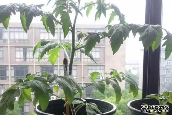盆栽黃秋葵種植技術(shù)，花盆越寬大越好