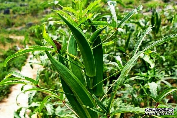 盆栽黃秋葵種植技術(shù)，花盆越寬大越好
